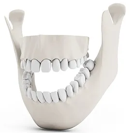 A model of upper and lower teeth with jawbone